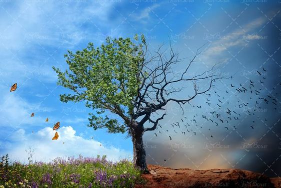 منظره و چشم انداز درخت خشکیده و سبز