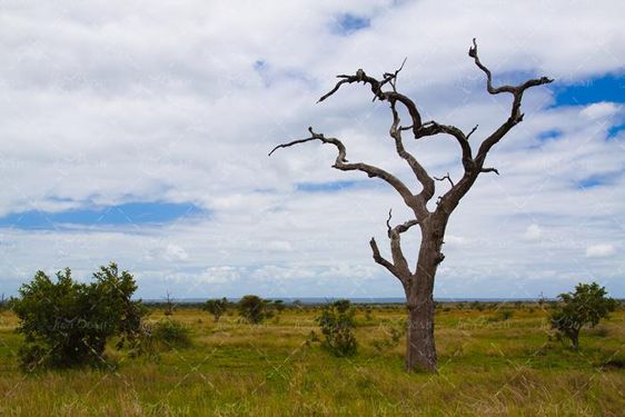 منظره و چشم انداز درخت خشکیده 6