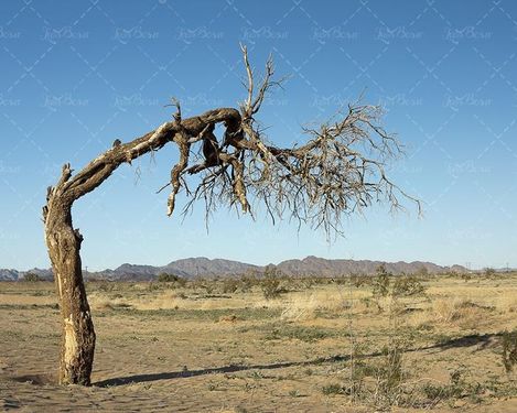 منظره و چشم انداز درخت خشکیده 8
