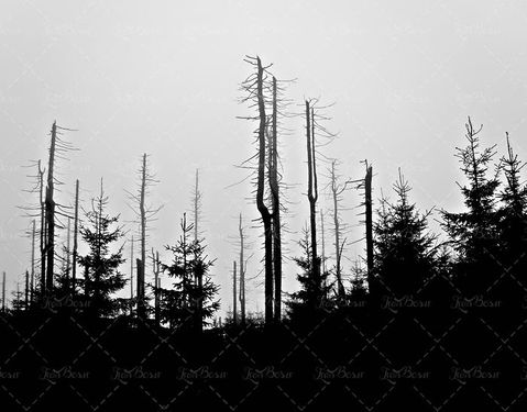 منظره و چشم انداز درخت خشکیده 11