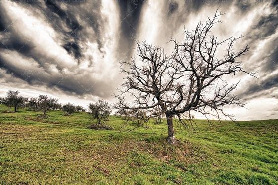 منظره و چشم انداز درخت خشکیده 12