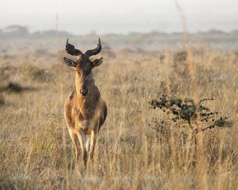 حیات وحش  گوزن بز کوهی حیوان علف خوار