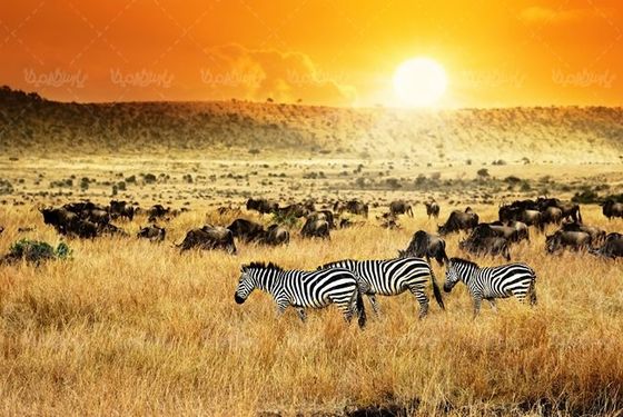 حیات وحش گورخر گاومیش بوفالو منظره