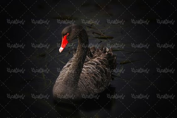 قوی زیبا قوی  خاکستری پرنده دو  زیست