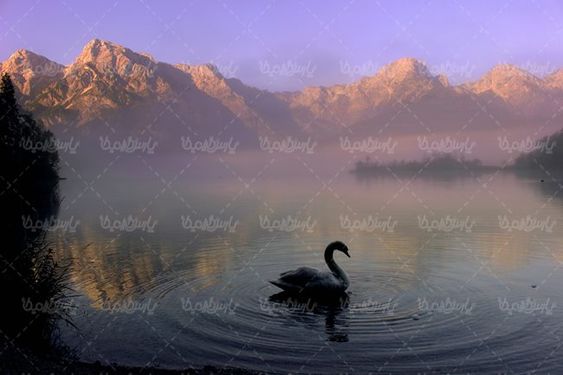 قوی زیبا قوی سفید پرنده دو  زیست