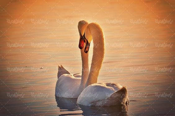 قوی سفید قوی زیبا منظره شنا کردن قو