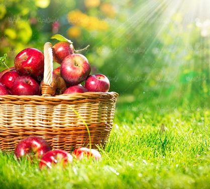 سبد میوه سیب  قرمز سیب سرخ