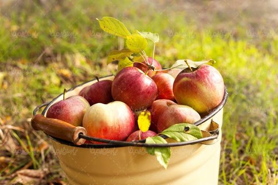 سبد میوه سیب قرمز  سطل سیب