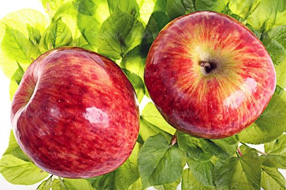 سیب قرمز سیب درختی درخت سیب