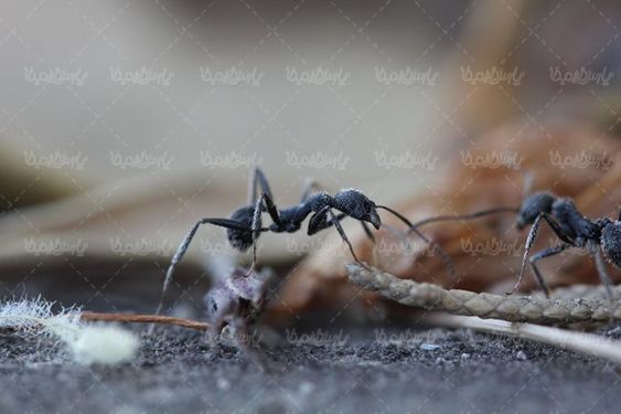 مور مورچه حشرات حشره نازک بالان