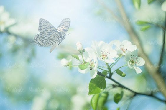 منظره چشم اندازگل و پروانه شکوفه طبیعت