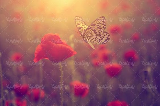 منظره چشم اندازگل و پروانه شکوفه طبیعت
