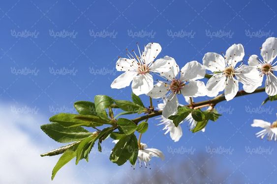 بهار شکوفه های بهاری درختان منظره بهاری