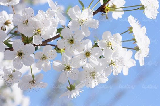 بهار شکوفه های بهاری درختان منظره بهاری