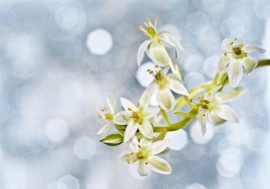 بهار شکوفه های بهاری درختان منظره بهاری