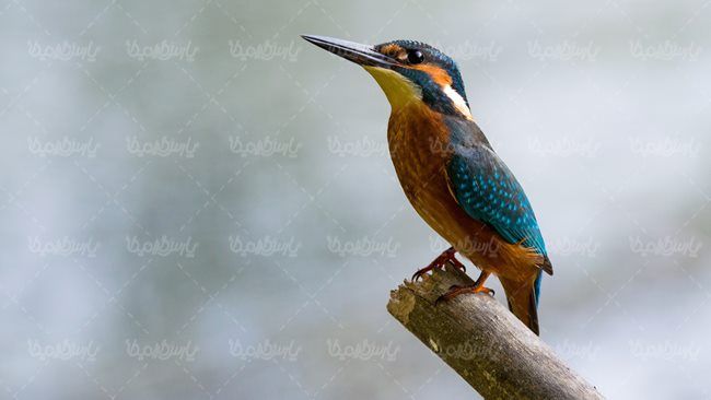 پرنده گنجشک پرنده فروشی