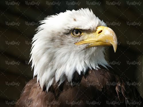 پرنده  شکار پرنده گوشت خوار عقاب