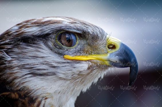 پرنده  شکار پرنده گوشت خوار عقاب