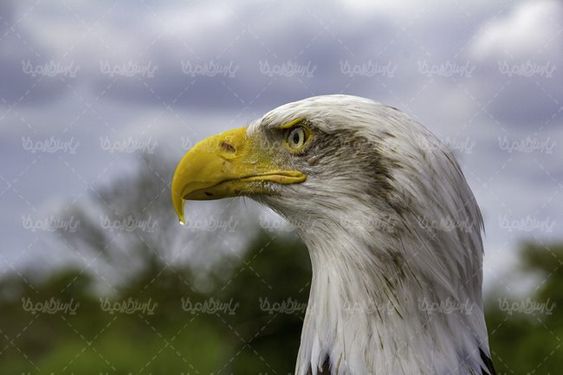 پرنده  شکار پرنده گوشت خوار عقاب