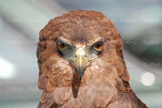 پرنده  شکار پرنده گوشت خوار عقاب