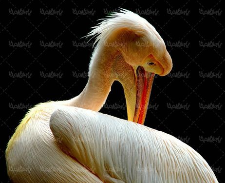 پرنده پرندگان انواع مختلف پرنده