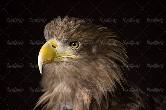 پرنده  شکار پرنده گوشت خوار عقاب