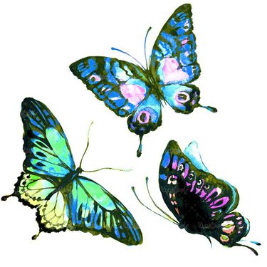 پروانه انواع گوناگون پروانه حشرات