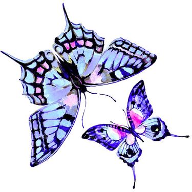 پروانه انواع گوناگون پروانه حشرات