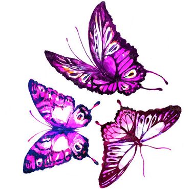 پروانه انواع گوناگون پروانه حشرات