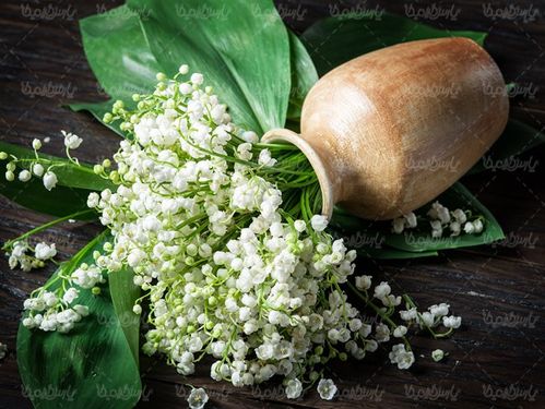 گل گلدان گلفروشی گالری گل و گیاه