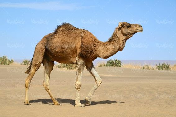 شتر حیوان بیابان دامداری پرورش شتر