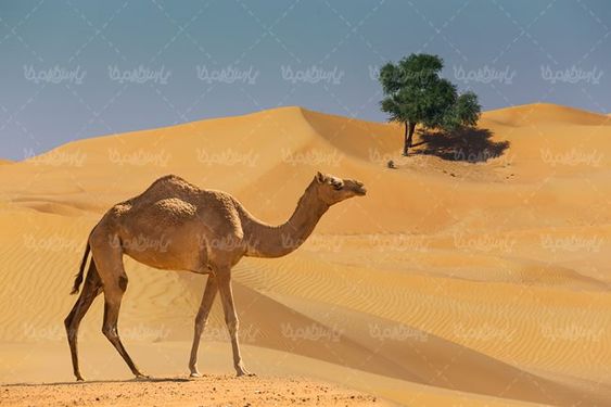 شتر حیوان بیابان دامداری پرورش شتر