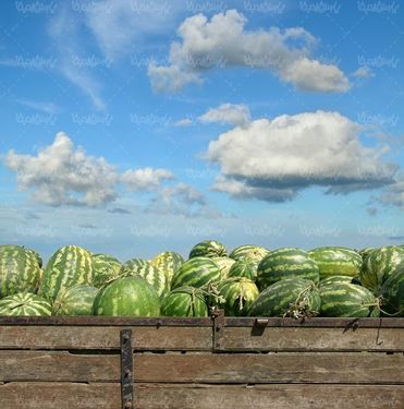 میوه فروشی هندوانه میوه تابستانی