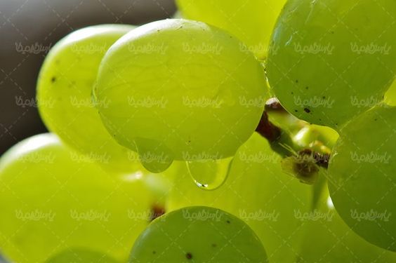 میوه فروشی  انگور خوشه انگور