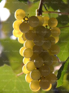 میوه فروشی  انگور خوشه انگور