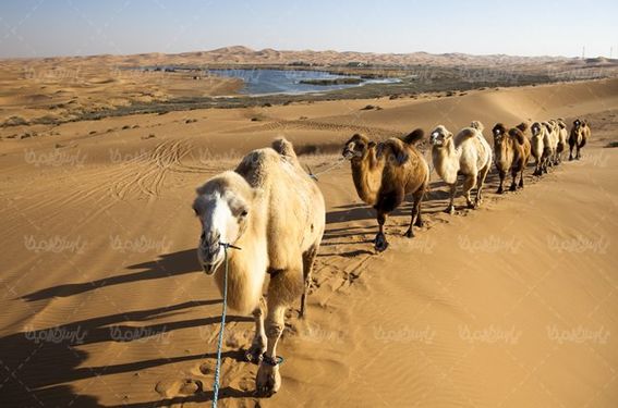 کاروان شتر کاروان تجاری قدیمی