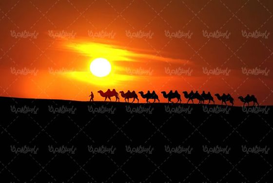 کاروان شتر کاروان تجاری قدیمی