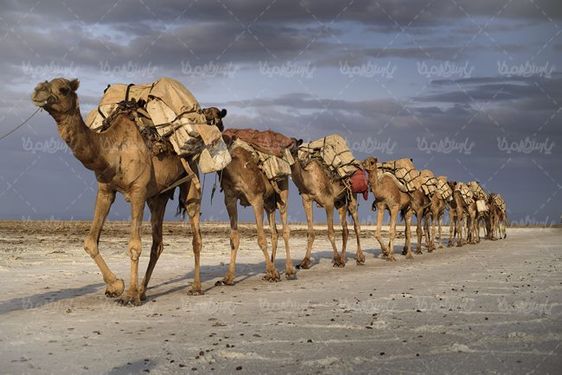 کاروان شتر کاروان تجاری قدیمی
