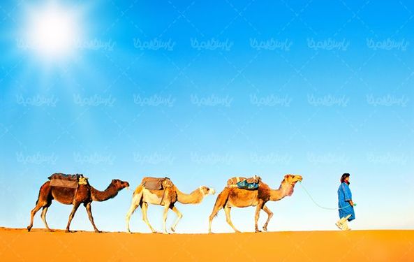 کاروان شتر کاروان تجاری قدیمی