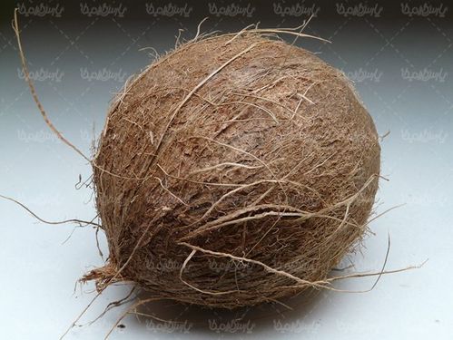 میوه نارگیل میوه استوایی