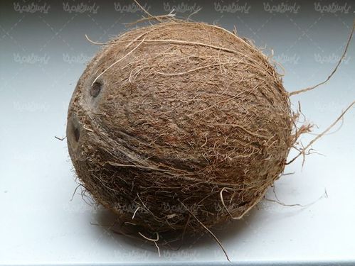 میوه نارگیل میوه استوایی