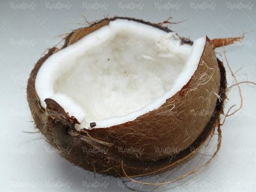 میوه نارگیل میوه استوایی