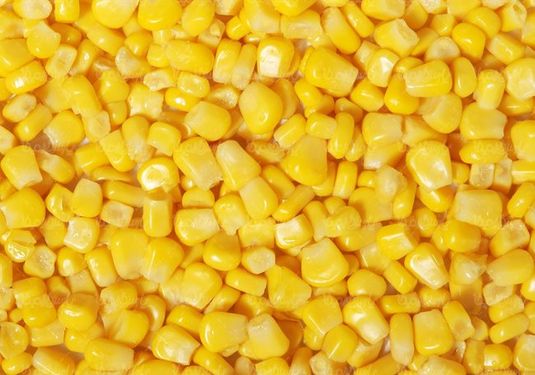 دانه های ذرت تولید روغن ذرت