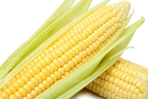دانه های ذرت تولید روغن ذرت