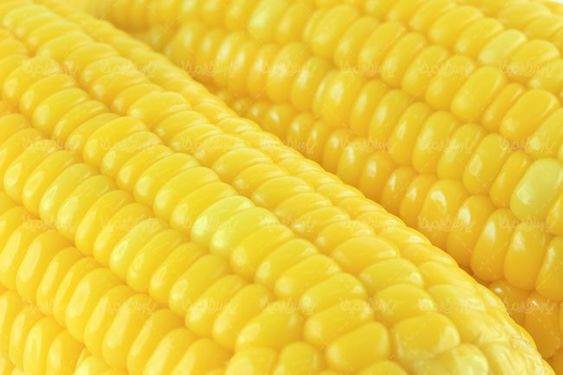 دانه های ذرت تولید روغن ذرت