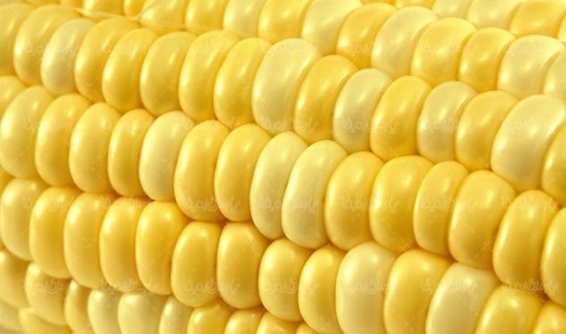 دانه های ذرت تولید روغن ذرت