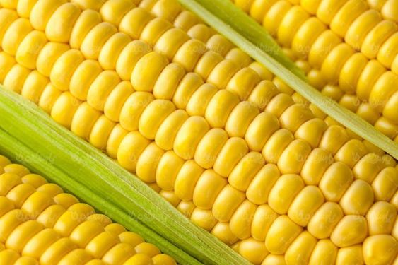 دانه های ذرت تولید روغن ذرت