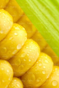 دانه های ذرت تولید روغن ذرت