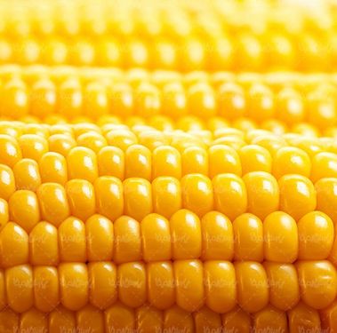 دانه های ذرت تولید روغن ذرت