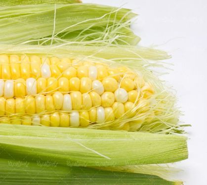 دانه های ذرت تولید روغن ذرت